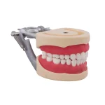 Tipodonto Compatible Columbia 860 y Nissin® Adulto Bader