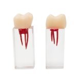 Molar para Endodoncia Bader