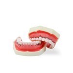 Tipodonto de periodoncia sin articulador Bader