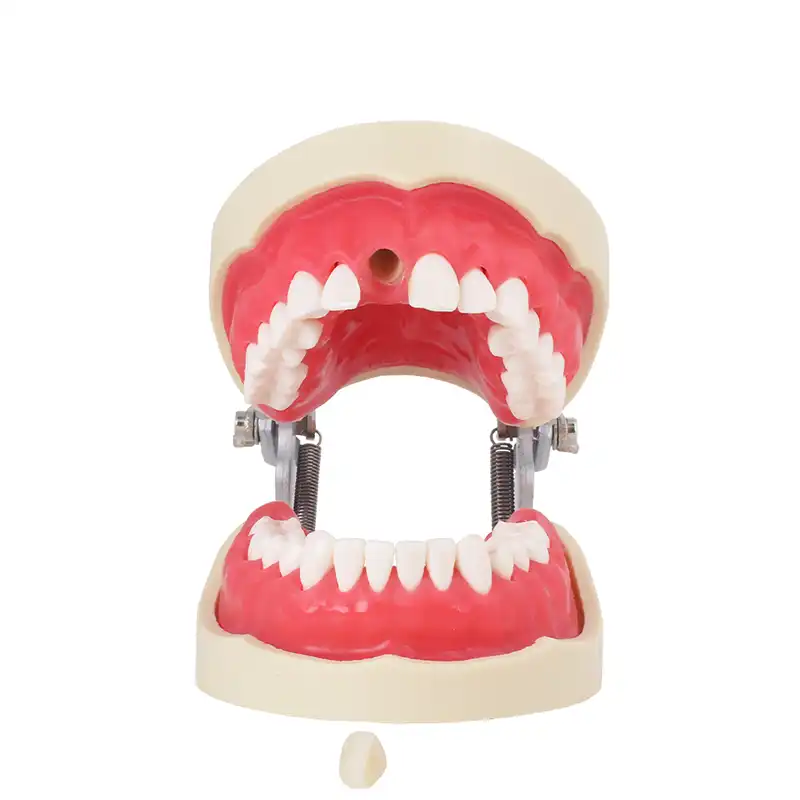 0905127-tipodonto-endo-4-bader.webp Tipodonto Endodoncia Bader - Imagen 1
