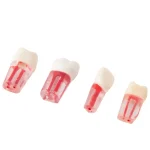 Set de Dientes Transparentes para Endodoncia Bader