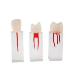 Set de Dientes Endo para Práctica Bader