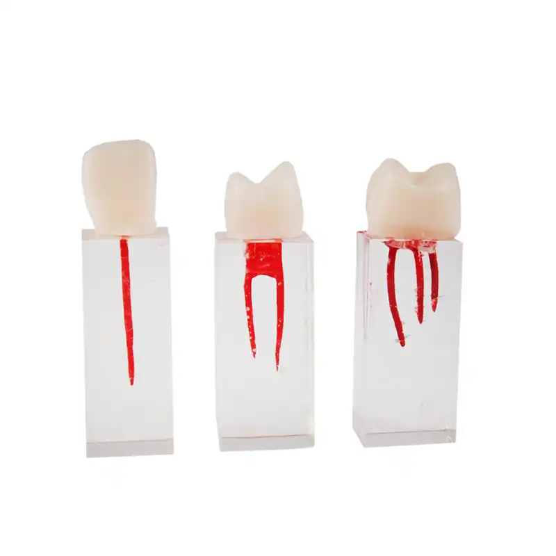 0905131-Set-de-Dientes-con-conductos-para-Practicas-Extracurriculares_3.webp Set de Dientes Endo para Práctica Bader - Imagen 1
