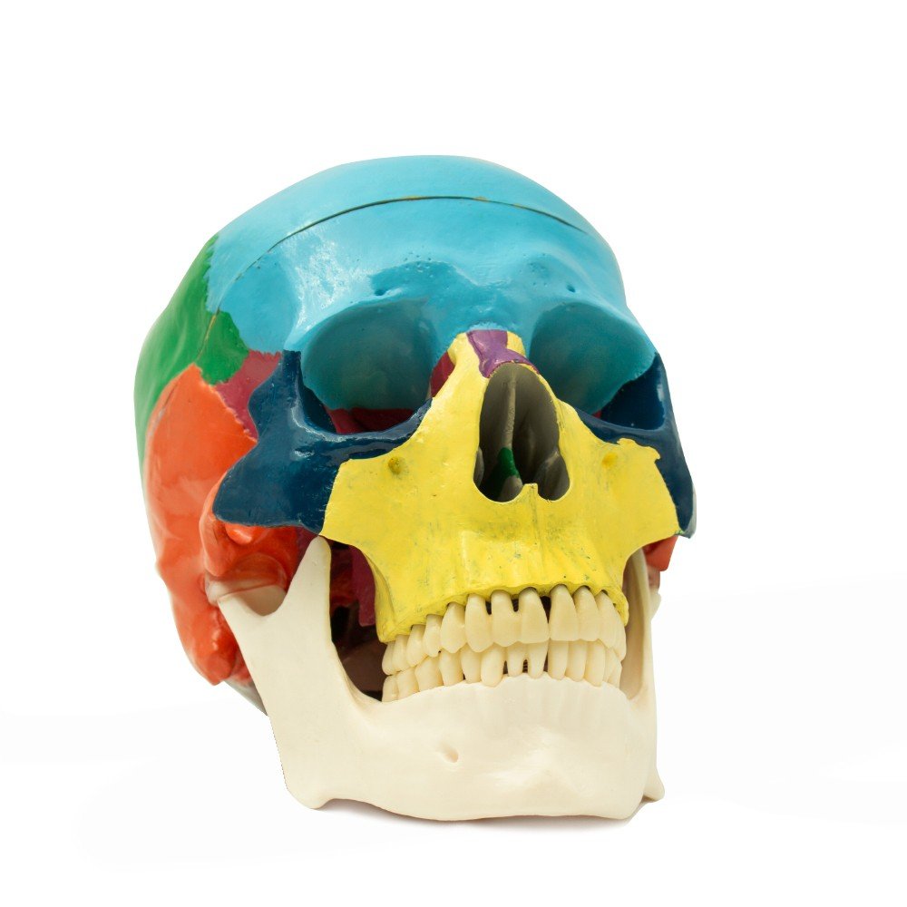 0905136-Calavera-de-colores-5.jpg Cráneo Humano Didáctico con Mecanismo de Oclusión escala 1:1 Bader - Imagen 1