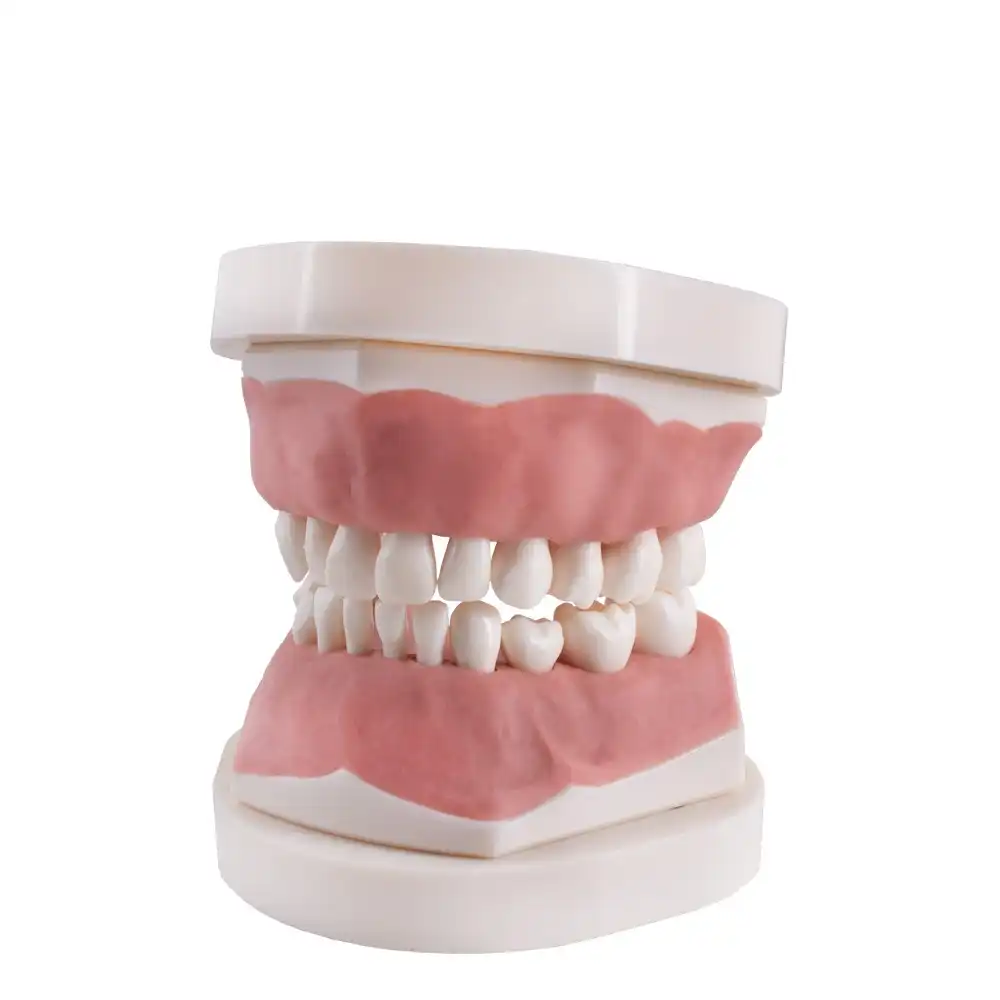4.webp Tipodonto infantil AK6 Bader con placa base - Imagen 1